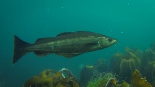 Spearfishing Barns Ness Scotland [upl. by Teressa]