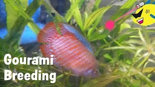 Gourami Mating Dance Breeding Gouramis [upl. by Novyad474]