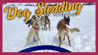 Dog Sledding on the Denver Glacier [upl. by Merritt]