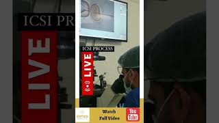 ✅Who Needs ICSI  IVF ICSI Procedure  shorts icsi ivf [upl. by Fauver748]