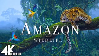 Amazon Wildlife In 4K  Animals That Call The Jungle Home  Amazon Rainforest  Relaxation Film [upl. by Dich]