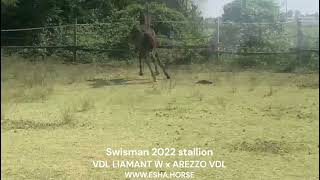 Swisman VDL LIAMANT W x AREZZO VDL [upl. by Ahcsrop217]