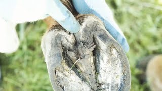 Identifying and Treating Thrush in Horses [upl. by Lashonda130]