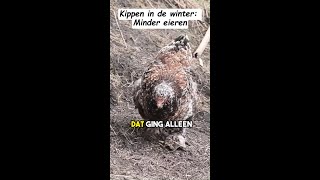 Waarom leggen kippen minder eieren in de winter [upl. by Tnecillim686]