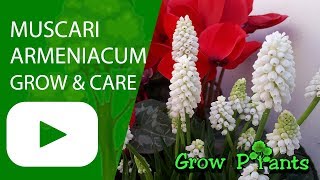 Muscari armeniacum  grow amp care Garden grapehyacinth [upl. by Ardet]