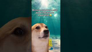 Origen Meme Perrito Moviendo la Cabeza 😂 [upl. by Joktan]