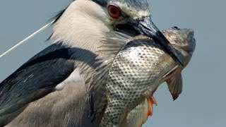 قنص بلشون في مصر  Nycticorax nycticorax [upl. by Wendeline283]