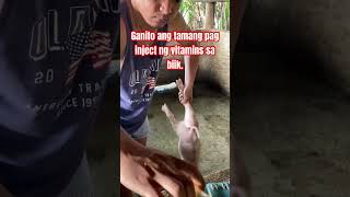 Paano mag inject ng vitamins sa biik palawan farmlife piggy [upl. by Indys]