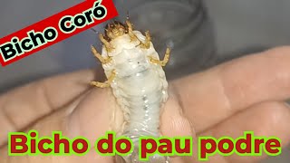 Bigato de pau podre ou BICHO CORÓ  Bicho Coró  Coródaspastagens  Larva de BESOURO [upl. by Audwen]