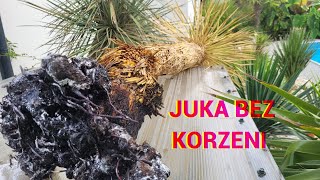 Juka Rostrata  Ukorzenianie Juki 🌴 [upl. by Gans]