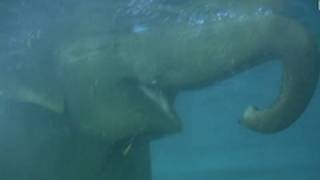 Elephant swimming  Elefanten baden im Zoo Leipzig [upl. by Ayekal]