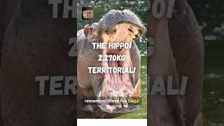 The Mighty Hippo EXTREMELY TERRITORIAL 🦛 hippo hippopotamus wildlife shorts ytshorts animal [upl. by Arakahs888]