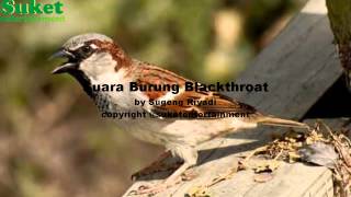 Suara Burung Blackthroat [upl. by Beaudoin]