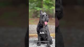 🐶🐾 Standard Schnauzer vsGiant Schnauzer‼️ giantschnauzer puppy dogbreeds schnauzer dogtypes [upl. by Lefkowitz]