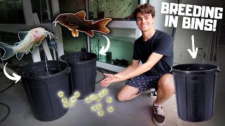 Breeding CORYDORAS in BINS [upl. by Htebzil942]