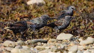 Chesil and Ferrybridge Waders  September 24  2 [upl. by Dail]