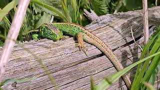 Zauneidechse  Lacerta Agilis  Reptil des Jahres 20202021 [upl. by Iram]