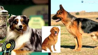 DNA Reveals Dog Heritage [upl. by Means995]