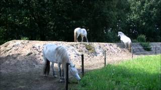 On The Right Track  Horses living in paddock paradise [upl. by Ecirbaf111]