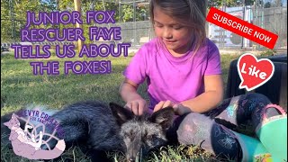 Junior fox Rescuer Faye tells us about the foxes [upl. by Elconin]