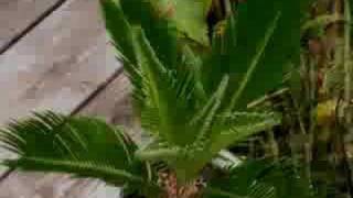 cycad time lapse  new fronds growing on cycas revoluta [upl. by Clancy]