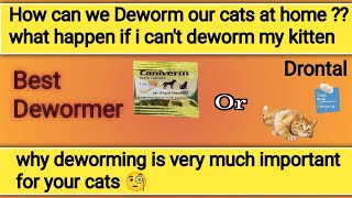 cat deworming kya hota ha  cat deworming at home  cat deworming medicine  cat deworming method [upl. by Nenney]