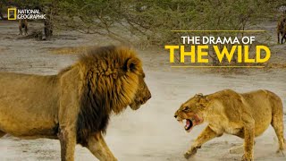 The Drama of the Wild  Savage Kingdom  हिन्दी  Full Episode  S4E3  National Geographic [upl. by Twedy]