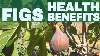 Amazing Figs Cultivation Health Benefits amp Nutrition Facts [upl. by Htebilil]