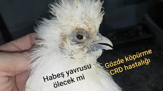 TAVUKTA GÖZ KÖPÜRME İLTAHAP LI CRD HASTALIĞI NASIL TEDAVİ EDİLİR CRD HASTALIĞI BELİRTİLERİ NEDİR [upl. by Kamin329]