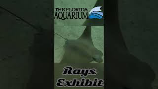 Rays Exhibit Florida Aquarium [upl. by Vasta]