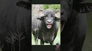 tange tange cartoon​ comedy​ COW​ shorts​ tange tange [upl. by Inalawi622]