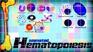 Hematopoiesis  Hematology Watch how blood cells are made inside the body  redmedbd [upl. by Gargan]