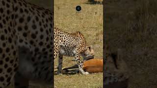 Cheetah’s Triumph Dragging a Gazelle in Amboseli safarisightings wildlifesafaris [upl. by Bettye607]