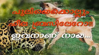 Fila Brasileiro Brazilian Mastiff  Meet the Dog ഫീല ബ്രസിലേറോ ബ്രസീലിയൻ മാസ്റ്റിഫ് [upl. by Liebermann]