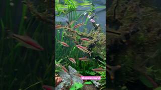 Harlequin rasbora amp Redline torpedo [upl. by Moskow]