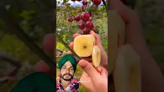 सेब की खेती apple farming fruit keşfet smartphone fruitcutting satisfying garba music [upl. by Torr184]