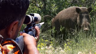 Top DANGEROUS BOAR Hunts FEARLESS Dogs Extreme CloseUp Rifle Shots hunting wildlife [upl. by Adnorrehs371]