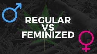 Regular vs Feminized Cannabis Seeds [upl. by Maye]