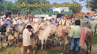 Best Price Bulls Market in Punganur Chittoor district [upl. by Barnaba602]