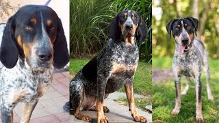 Bluetick coonhound  Funny and Cute dog video compilation in 2022 [upl. by Erinna]