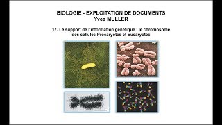 17 Le support de l’information génétique  le chromosome des cellules Procaryotes et Eucaryotes [upl. by Melonie]