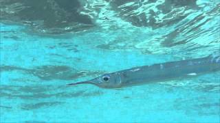 Halfbeak fish in Tumon Bay Guam [upl. by Nidia487]