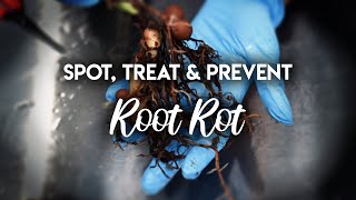 Root Rot 101  How to Spot Treat and PREVENT Root Rot [upl. by Kezer]