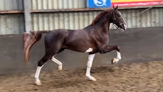 Pietertje VB Eebert x Kowalski KWPN stallion born in 2020 [upl. by Hayarahs197]