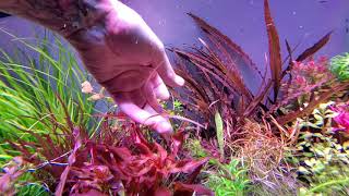 cryptocoryne tonkinensis kubotae VS Cryptocoryne spiralis tiger [upl. by Herman995]