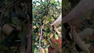 apple farming with Felix [upl. by Novehc]