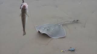 Bass rod fishing at Vale Park River Mersey [upl. by Ettore]