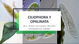 Introducción al estudio de los Ciliados [upl. by Aneelak]