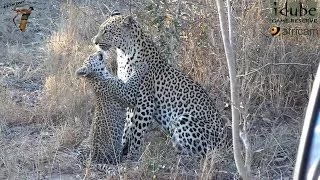 Leap Of Leopards Mother And Cubs 8 Finishing A Duiker Kill [upl. by Nilrah]