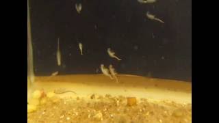 Fairy Shrimp Streptocephalus seali [upl. by Meeks]